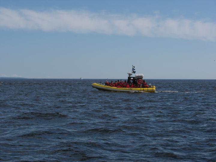 Baleines 013.JPG